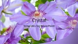  Presentation with clematis - PPT theme consisting of close up of blue clematis flower background and a light blue colored foreground