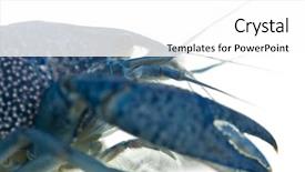  Presentation with florida - Presentation theme having close-up of blue crayfish also known as a blue florida crayfish procambarus alleni in front of white background background and a white colored foreground
