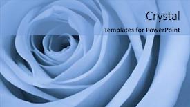  Presentation with blue rose - Theme with close up of blue rose background and a light blue colored foreground