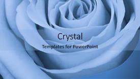  Presentation with blue rose - Presentation design consisting of close up of blue rose background and a light blue colored foreground