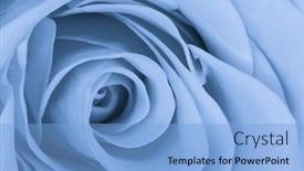  Presentation with blue rose - Beautiful PPT theme featuring close-up-of-blue-rose backdrop and a light blue colored foreground