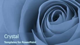  Presentation with blue rose - Cool new presentation with close up of blue rose backdrop and a ocean colored foreground
