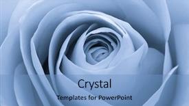  Presentation with blue rose - Slides with close up of blue rose background and a teal colored foreground