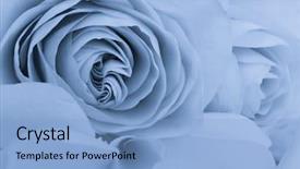  Presentation with blue rose - Amazing slide deck having close up of blue rose backdrop and a  colored foreground