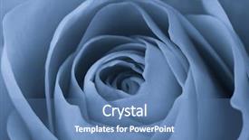  Presentation with blue rose - Beautiful theme featuring close up of blue rose backdrop and a  colored foreground