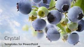  Presentation with blueberries - Colorful PPT layouts enhanced with close up of blueberries on a bush backdrop and a light blue colored foreground