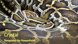  Presentation with reptile python snakeskin leather snake - Theme consisting of up of boa constrictor snake background and a violet colored foreground