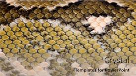  Presentation with skin - PPT theme enhanced with close-up-of-boa-manditra background and a coral colored foreground