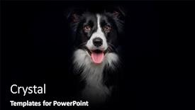  Presentation with border - Slide set with close-up-of-border-collie background and a black colored foreground