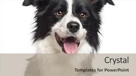  Presentation with border - Presentation theme with close-up of border collie background and a mint green colored foreground