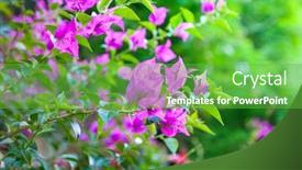  Presentation with bougainvillea - PPT theme enhanced with close-up-of-bougainvillea-flowers background and a shamrock green colored foreground