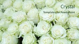  Presentation with bright white - Amazing presentation design having close-up of bright bunch of freshly cut big beautiful white roses backdrop and a soft green colored foreground