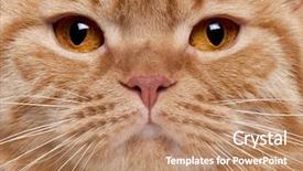  Presentation with british - Cool new presentation theme with close-up of british shorthair cat's face 3 years old backdrop and a coral colored foreground