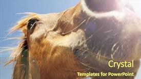 Presentation with horse - Theme having close up of brown horse background and a tawny brown colored foreground