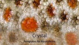  Presentation with trout - Audience pleasing presentation theme consisting of close-up of brown trout backdrop and a coral colored foreground