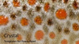  Presentation with trout - Colorful slides enhanced with close-up of brown trout backdrop and a coral colored foreground