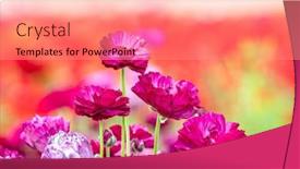  Presentation with purple flowers - PPT theme consisting of close-up-of-bunch background and a coral colored foreground