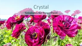  Presentation with purple flowers - PPT layouts having close-up-of-bunch background and a cool aqua colored foreground