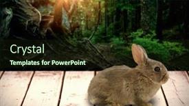  Presentation with bunny - Slide set with close-up of bunny against trees during sunset background and a wine colored foreground