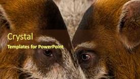  Presentation with pig - Colorful slide deck enhanced with close-up-of-bush-pig backdrop and a tawny brown colored foreground