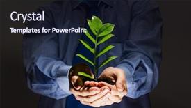  Presentation with sprout - Colorful PPT theme enhanced with close up of businessman hands backdrop and a wine colored foreground