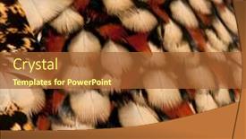  Presentation with indian feathers - Amazing theme having close-up-of-cabot-s backdrop and a red colored foreground