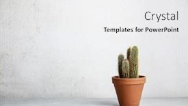  Presentation with cactus - Audience pleasing slides consisting of close-up-of-cactus backdrop and a white colored foreground