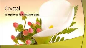  Presentation with calla lily - Colorful PPT theme enhanced with close-up of calla lily backdrop and a lemonade colored foreground