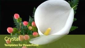  Presentation with calla lily - PPT theme featuring close-up of calla lily background and a tawny brown colored foreground