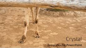  Presentation with camel - Presentation design enhanced with close-up-of-camel-feet background and a coral colored foreground