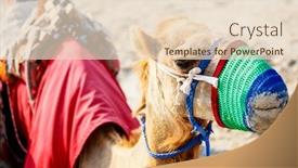  Presentation with camel - Presentation theme featuring close-up-of-camel-resting background and a lemonade colored foreground