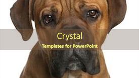  Presentation with cane - PPT theme enhanced with close-up of cane corso background and a tawny brown colored foreground