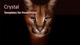  Presentation with close up garlic bulbs - Slide deck consisting of close-up-of-caracal-caracal background and a wine colored foreground