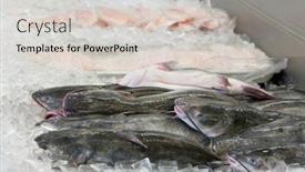  Presentation with ice - Presentation theme consisting of close-up-of-cat-fish background and a lemonade colored foreground