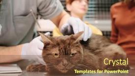  Presentation with veterinary - Presentation theme enhanced with close-up-of-cat-sitting background and a tawny brown colored foreground