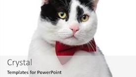  Presentation with red bow - Audience pleasing slide deck consisting of close up of cat with red bow tie looking to side ona white background backdrop and a white colored foreground