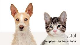  Presentation with cat dog - Slide set having close-up of cat and dog isolated over white background background and a lemonade colored foreground