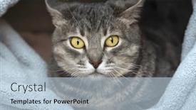  Presentation with eyes - Theme consisting of close-up-of-cat background and a light blue colored foreground
