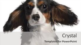  Presentation with tamil king - PPT layouts with close-up of cavalier king charles spaniel 7 months old with hair in the wind in front of white background background and a light gray colored foreground
