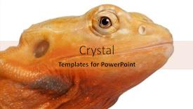  Presentation with dragon - PPT theme having close-up of central bearded dragon pogona vitticeps in front of white background background and a gold colored foreground