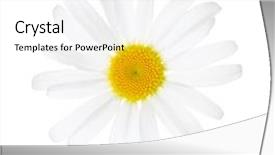  Presentation with chamomile - Colorful presentation design enhanced with close-up of chamomile ox backdrop and a white colored foreground