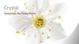  Presentation with cherry - Presentation design consisting of close-up-of-cherry-plum background and a  colored foreground