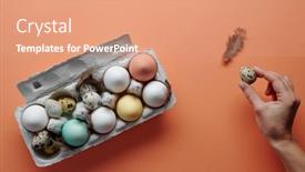  Presentation with eggs egg carton egg box - PPT layouts enhanced with close-up-of-chicken background and a coral colored foreground