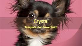  Presentation with 4 years old children and doctor - PPT theme with close-up of chihuahua 2 years old in front of pink background background and a tawny brown colored foreground