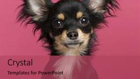  Presentation with puppy - Cool new slides with close-up of chihuahua puppy 6 months old in front of pink background backdrop and a red colored foreground