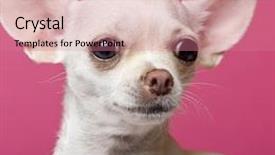  Presentation with puppy - Cool new presentation theme with close-up of chihuahua puppy 6 months old in front of pink background backdrop and a coral colored foreground