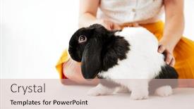  Presentation with black child - Beautiful PPT theme featuring child stroking miniature black backdrop and a soft green colored foreground