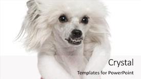  Presentation with old dog - PPT theme consisting of close-up of chinese crested dog wearing santa outfit 1 year old in front of white background background and a light gray colored foreground