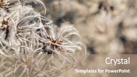  Presentation with clematis - Colorful presentation theme enhanced with close up of clematis vitalba backdrop and a  colored foreground