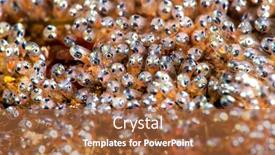  Presentation with ready - Colorful slide deck enhanced with close-up-of-clownfish-eggs backdrop and a red colored foreground